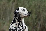 DALMATIEN 284